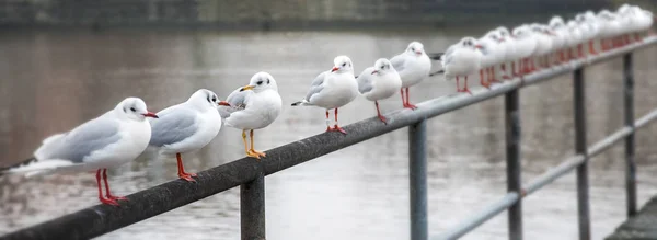 Black-headed gull (Chroicocephalus ridibundus) in winter plumage with red bill and legs in a row on a railing, a younger one with yellow beak and legs, concept metaphor for team, diversity and standing out of the crowd, panoramic banner — Stock Photo, Image