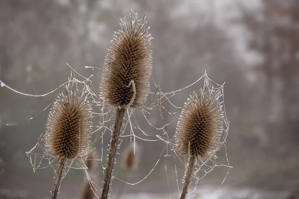 Teasel (Dipsacus fullonum), tres cabezas de flores secas con telas de araña congeladas en invierno, fondo borroso —  Fotos de Stock