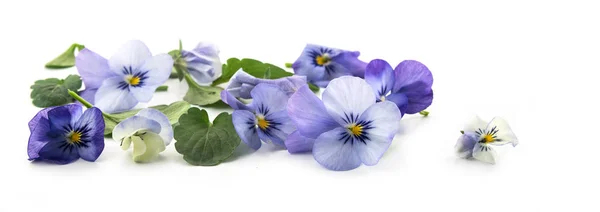 Mor mavi pansy çiçekler ve yapraklar, Bahar afiş arka plan beyaz bir arka planda, çiçek tasarım küçük gölgeler izole panoramik formatta — Stok fotoğraf