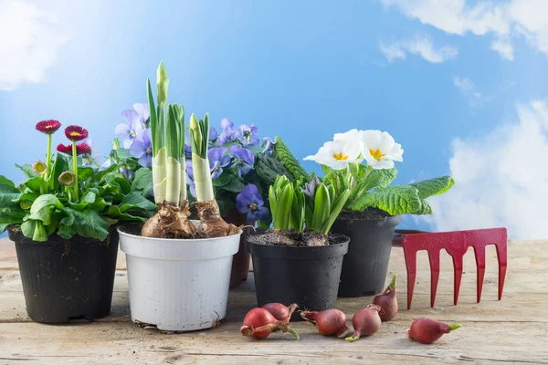 Lentebloemen in potten en enkele bloem bollen op rustieke houten planken tegen de blauwe hemel met wolken, tijd voor seizoen aanplant in de tuin of balkon, kopie ruimte — Stockfoto