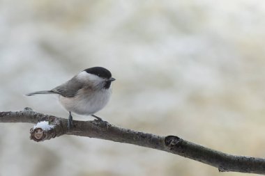 Marsh baştankara (Poecile palustris), yakından söğüt baştankara üzerinde ilgili şube kışın, kopya alanı ile arka plan bulanık ötücü bir kuş