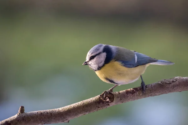 Tetta azzurra eurasiatica (Cyanistes caeruleus) su un ramo, un uccellino passeriforme della famiglia Paridae, sfondo sfocato con spazio per le copie — Foto Stock