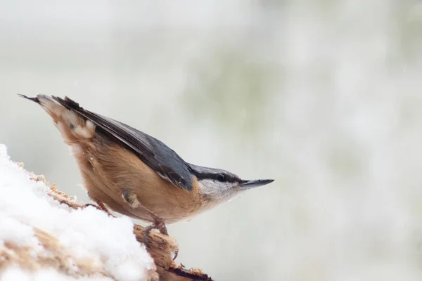 Nuthatch eurasiatic (Sitta europaea) în zăpadă, o pasăre mică de pasăre, fundal gri încețoșat cu spațiu de copiere — Fotografie, imagine de stoc