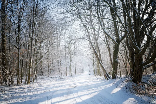 Narrow country road covered with snow leads through a winter  forest with bare trees on a sunny day, seasonal concept for safety transportation and traffic on vacation, copy space — Stock Photo, Image