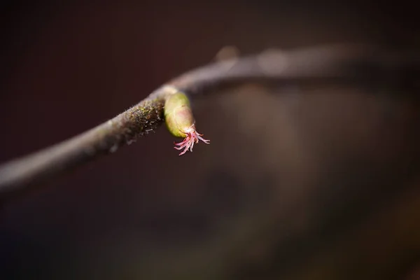 在有复制空间的黑暗背景下拍摄的淡褐色 (Corylus avellana) 微小雌花 — 图库照片