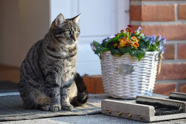 Tabby cat sitting in front of the entrance in the sun next to a flowerpot — Stock Photo, Image