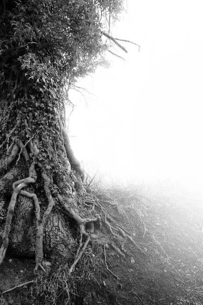 老树干的根长满了常春藤, 黑白相间, 复制空间 — 图库照片