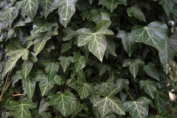 Lierre commun (Hedera helix) une plante grimpante à feuilles persistantes pour le jardin et le parc, fond naturel avec espace de copie, gros plan — Photo