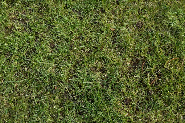 Groen gazon na de winter als een naadloze patroon, lente tuin achtergrond textur — Stockfoto
