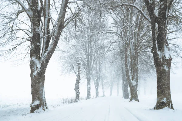 Avenue lined by bare trees in the snow storm, rural country winter landscape with copy space — Stock Photo, Image