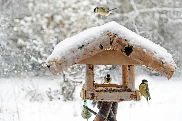 Птичий домик с угольными сиськами в снегу, копировальное место — стоковое фото