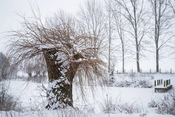 Salgueiro pollard na neve em uma lagoa congelada com um molhe de madeira, bela paisagem de inverno — Fotografia de Stock