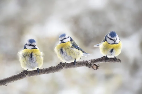 Trei țâțe albastre eurasiatice (cianistes caeruleus) așezate împreună pe o ramură în vânt, pasărea mică de pasăre este, de asemenea, numită chickadee sau titmouse, copia spațiu — Fotografie, imagine de stoc