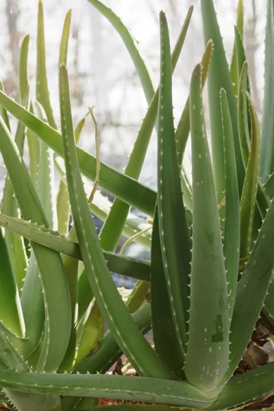 Eingetopfte Aloe Vera Pflanze, das Gel aus den Blättern wird in Kosmetik und Medizin verwendet — Stockfoto