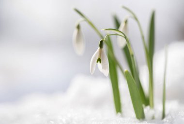 Kardelen (Galanthus nivalis) büyümek kar dışında ilk çiçekler, Bahar gelirken karlı arka planda kopya alanı ile makro çekim