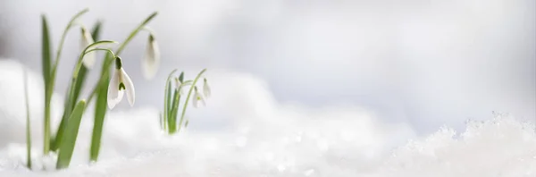 Snowdrop bloemen (Galanthus nivalis) groeien uit de sneeuw, panoramische banner formaat met grote exemplaar ruimte aan de rechterkant — Stockfoto