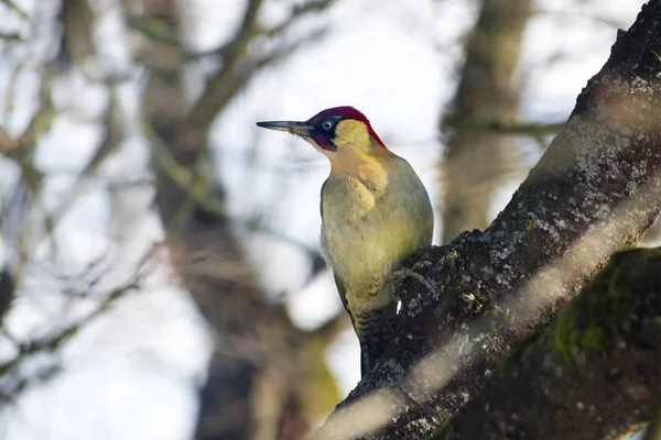 Grünspecht (picus viridis) Altvogel an einem alten Apfelbaum sitzend, mecklenburg-vorpommern, norddeutschland — Stockfoto