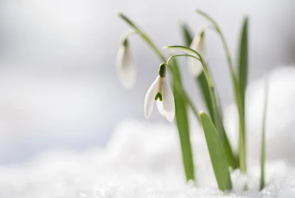 I bucaneve (Galanthus nivalis) crescono dalla neve, i primi fiori quando arriva la primavera, macro shot con spazio di copia sullo sfondo innevato — Foto Stock