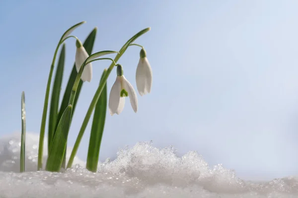 Gotas de neve (Galanthus nivalis) primeiras flores quando a primavera está crescendo fora da neve contra um céu azul com espaço de cópia, tiro macro — Fotografia de Stock