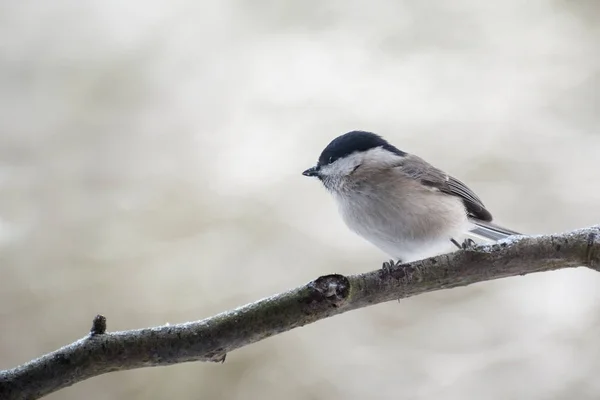 Țâțe de mlaștină (Poecile palustris) pe o ramură, o pasăre mică de pasăre strâns legată de sânul de salcie, fundal încețoșat gri cu spațiu de copiere — Fotografie, imagine de stoc