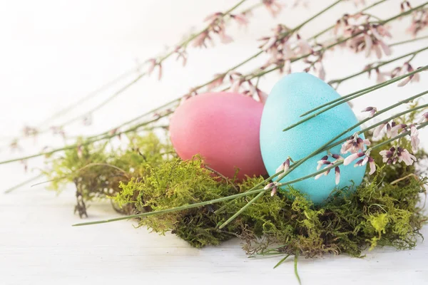 Uovo di Pasqua blu e rosa in un nido muschiato con rami di ginestra fioriti su uno sfondo di legno verniciato bianco con spazio per copiare — Foto Stock