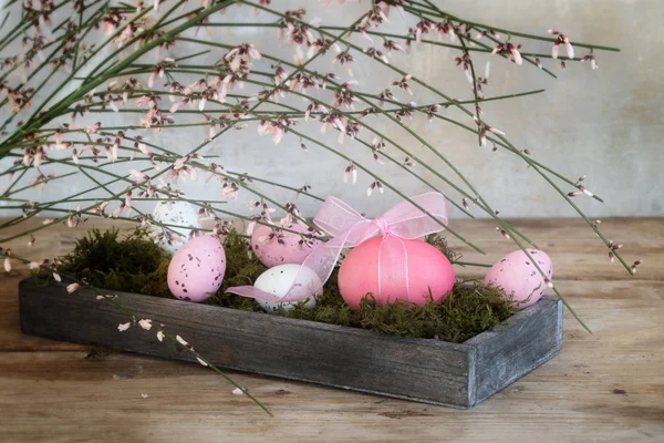 Oeufs de Pâques roses et blancs dans une boîte en bois avec mousse sous genista ou balai en fleurs, décoration de vacances ou de printemps sur bois rustique — Photo