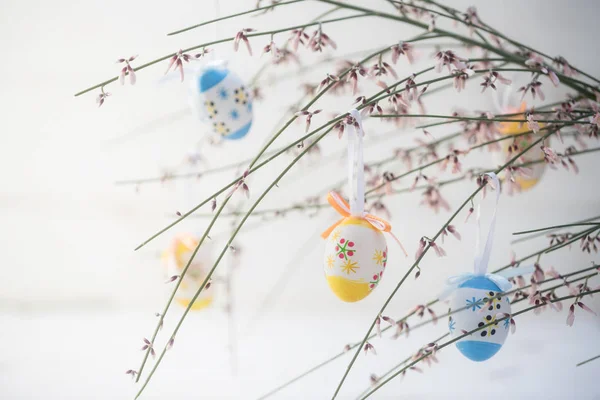 Våren dekoration, bukett blommande genista eller kvast med hängande målade påskägg, ljus grå bakgrund — Stockfoto