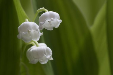 Lily vadi (Convallaria majalis) makro çekim kopya alanı ile anneler günü için yeşil yaprakları, doğa arka plan veya tebrik kartı arasında beyaz bahar çiçek çan