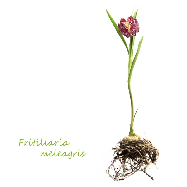 Snake's head fritillary or chess flower isolated on a white background, sample text Fritillaria meleagris, whole plant with roots, bulb, stalk and blossom, copy space — Stock Photo, Image