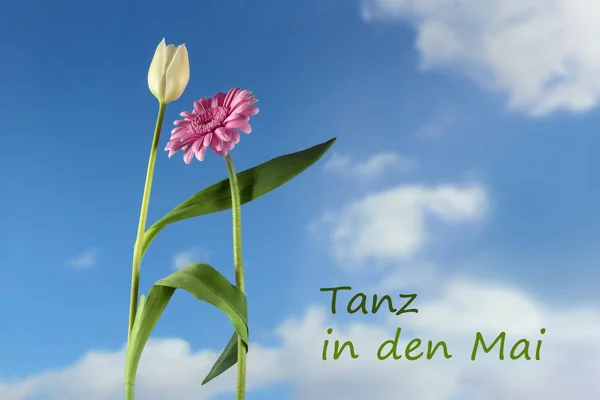 Fleurs dansantes, une tulipe blanche et une gerbera rose contre le ciel bleu avec des nuages, texte allemand Tanz in den Mai, signifiant danse en mai, concept de fête de vacances pour le 1er mai et nuit walpurgis, espace de copie — Photo