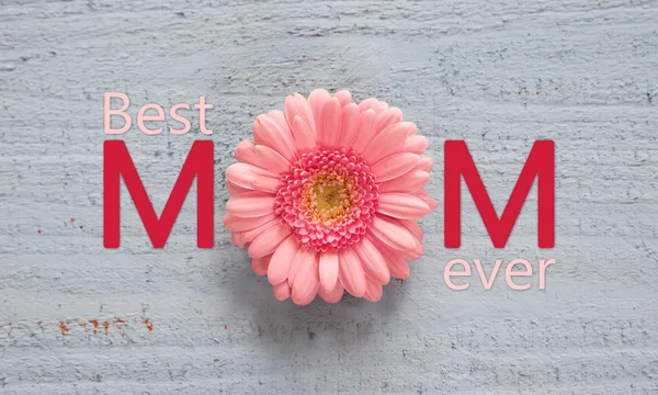 Pink gerbera blossom on a pastel blue wooden background, text Best mom ever, top view from above, mother's day concept — Stock Photo, Image