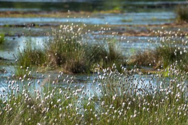 Pamuk çim (Eriophorum vaginatum) ve suda Venner Moor, yükseltilmiş bataklık manzara Bahar, Almanya