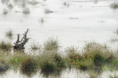 Bataklık, sabah sis hare-kuyruk pamuk çim (Eriophorum vaginatum) ile Peyzaj ve eski bir kök su, kopya alanı