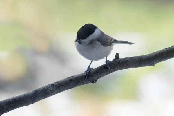 Marsh tit (Poecile palustris), a small passerine bird closely related to the willow tit on on a branch in the garden, blurred background with copy space — Stock fotografie