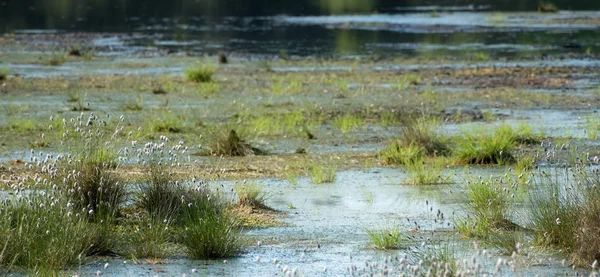 Хлопчатобумажная трава (Eriophorum vaginatum) в воде в болотном ландшафте, болото Веннер, Нижняя Саксония, панорамный формат баннера, копировальное пространство — стоковое фото