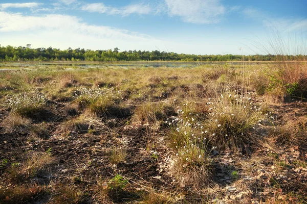 Herbe de coton (Eriophorum vaginatum) dans un vaste paysage de tourbière au printemps, Venner Moor, Basse-Saxe, espace de copie — Photo