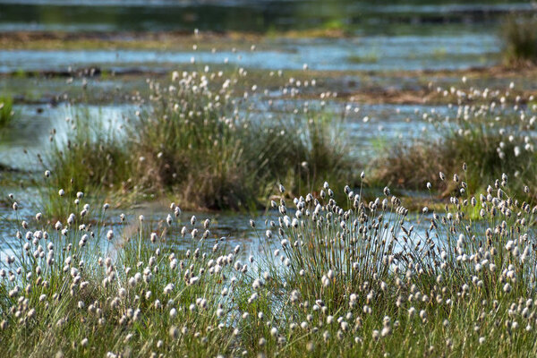 cotton grass (Eriophorum vaginatum) and water in the Venner Moor, raised bog  landscape in spring, germany