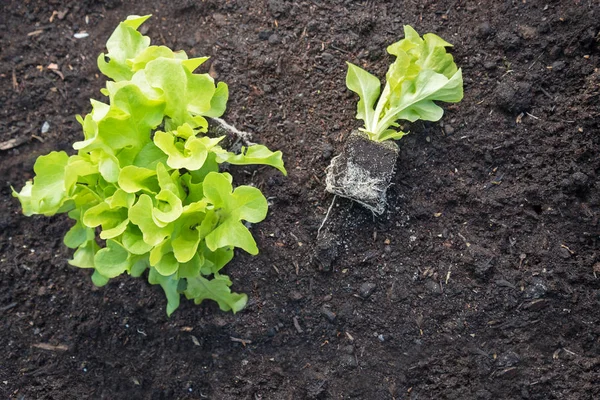 Jeunes plants de laitue verte sur sol brun foncé, jardin potager avec espace pour copier, vue du dessus — Photo