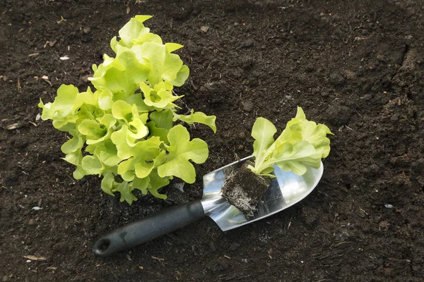 Plantas jóvenes de lechuga y una pala en suelo marrón en la cama de jardín vegetal, vista superior desde arriba, fondo con espacio para copiar — Foto de Stock