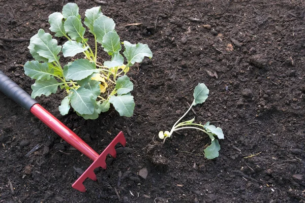 Plantas jóvenes de col de brócoli y un rastrillo rojo sobre suelo marrón oscuro en la cama de jardín vegetal, vista superior desde arriba, fondo con espacio para copiar — Foto de Stock