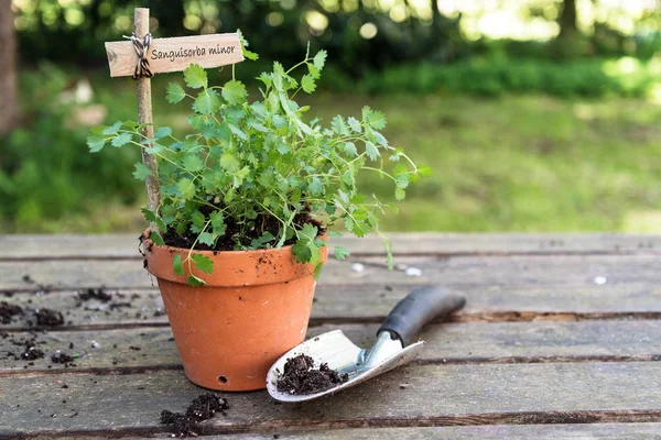 Burnet de salada em vaso (Sanguisorba minor) com um marcador de planta de madeira e uma pá de plantio em uma mesa de madeira rústica no jardim, espaço de cópia — Fotografia de Stock