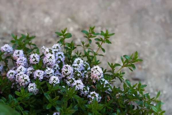 Flowering savory in front of a blurred stone background with copy space — Stock Photo, Image