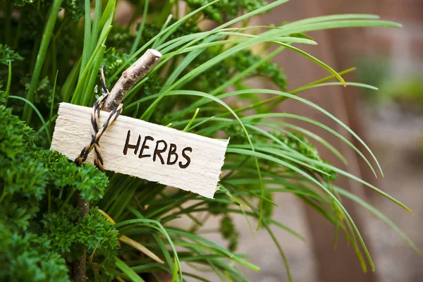 Peterselie en samenleving knoflook met een marker labelled kruiden, Tuin concept — Stockfoto