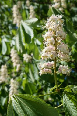 beyaz çiçekler ve yeşil bitki örtüsü, dikey içinde At kestanesi ağaç (Aesculus hippocastanum)