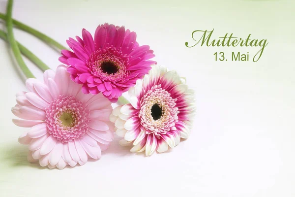 Tres flores de gerberas en rosa y blanco sobre un fondo brillante con espacio para copias, tarjeta de felicitación con texto alemán Muttertag 13. Mai, que significa Día de la Madre 13 de mayo — Foto de Stock