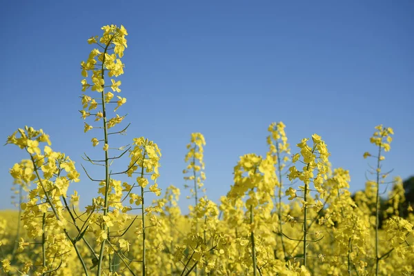 Raps- oder Rapspflanze auf einem Feld, Nahaufnahme des gelb blühenden Ölraps vor klarem blauen Himmel, Kopierraum — Stockfoto