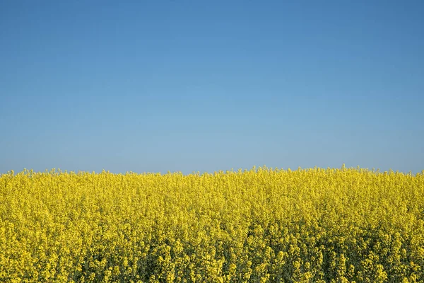 Colza, campo con colza oleaginosa de flor amarilla contra un cielo azul claro, útil como fondo con espacio para copiar —  Fotos de Stock