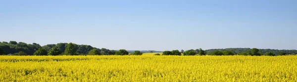 Amarelo florescendo campo de colza e floresta contra o céu azul claro, ampla paisagem em formato de bandeira panorâmica como um fundo de página web, espaço de cópia — Fotografia de Stock