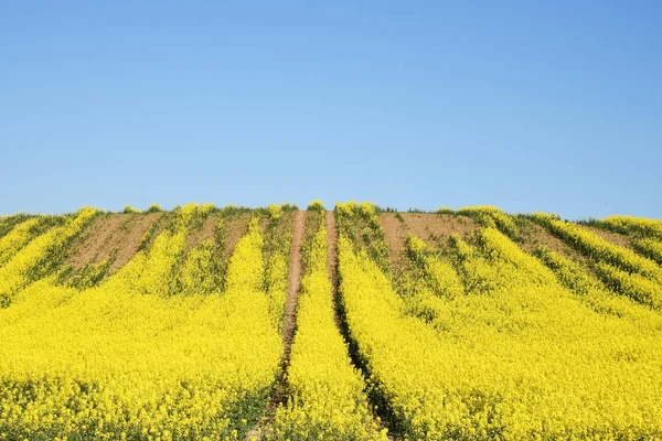 Campo de colza con rastros de tractores y erosión del suelo contra un cielo azul claro, paisaje agrícola con espacio para copiar — Foto de Stock