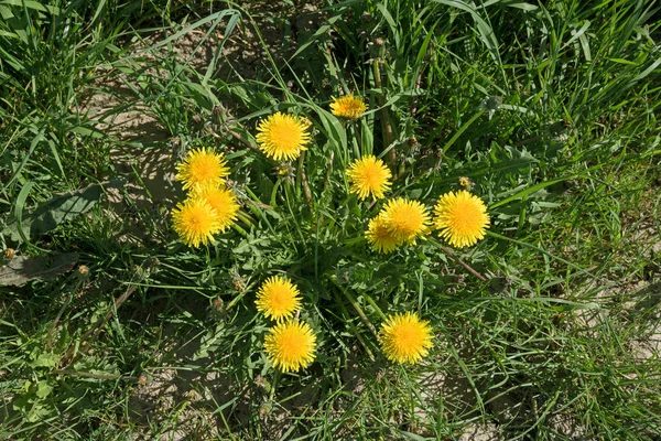 Cama de jardín descuidado con amarilla flor diente de león hierba y hierba, vista superior desde arriba —  Fotos de Stock